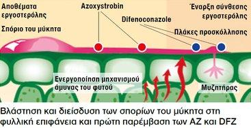 όλα τα στάδια των ασθενειών και κατά συνέπεια ευελιξία στην εφαρμογή Ολοκληρωμένη προστασία με συμπληρωματική δράση δύο δραστικών ουσιών AZOXYSTROBIN: Λόγω του βιοχημικού τρόπου δράσης (εξάντληση