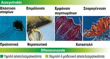 εργοστερόλης εξαντλείται και απαιτείται νέα σύνθεση εργοστερόλης Διπλός τρόπος δράσης και βαθμός αποτελεσματικότητας Το Azoxystrobin παρέχει υψηλή προληπτική δράση κατά μεγάλος εύρος μυκήτων που
