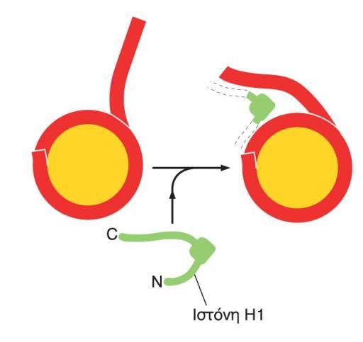 Η ιστόνη Η1 δρα σαν συνδετικός κρίκος δημιουργώντας ένα συμπαγές ινίδιο χρωματίνης Η ιστόνη Η1 αποτελείται από μια