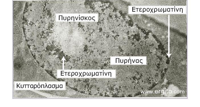 Η ετεροχρωματίνη