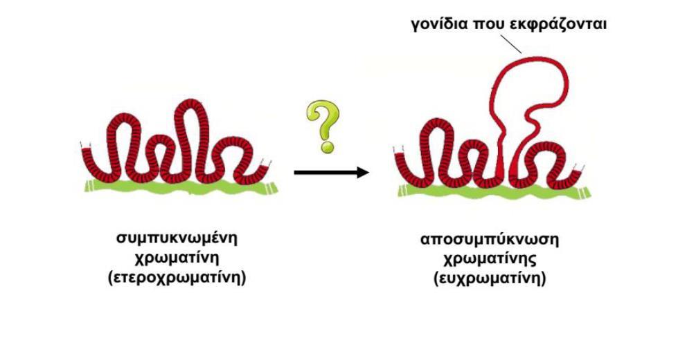 Το πακετάρισμα της χρωματίνης επηρεάζει τη μεταγραφή των γονιδίων H κατάσταση της χρωματίνης είναι δυναμική και όχι στατική Η