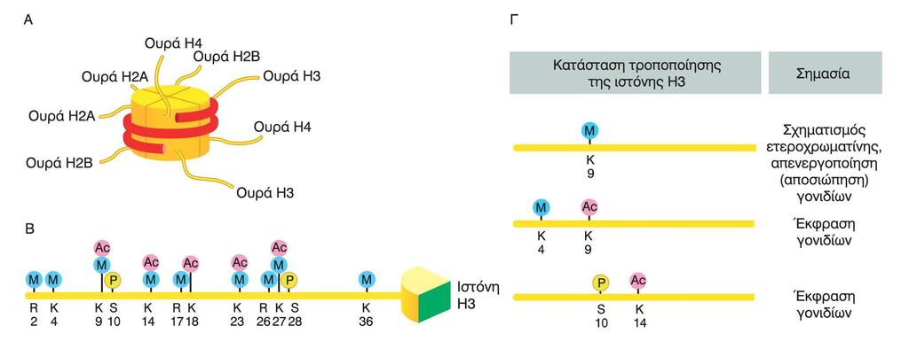 Επιγενετικές τροποποιήσεις στις ουρές των ιστονών Διαφορετικοί