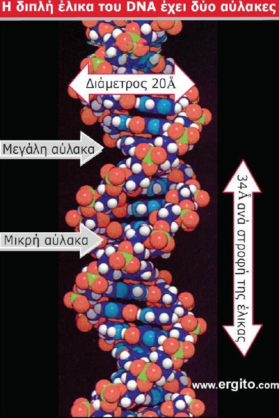 H διπλή έλικα του