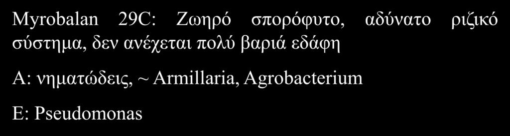 Myrobalan 29C: Ζωηρό σπορόφυτο, αδύνατο ριζικό σύστημα, δεν ανέχεται πολύ βαριά εδάφη Κλωνικά Υποκείμενα Myrobalan 29C Α: νηματώδεις, ~ Armillaria, Agrobacterium St Julien GF 655/2 E: Pseudomonas