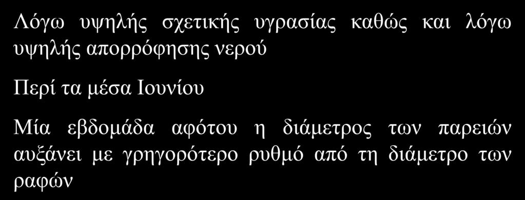 Αν ποτίσουμε μετά τα μέσα Ιουλίου τότε μικρότερο ποσοστό σχισμένων καρπών Λόγω υψηλής σχετικής