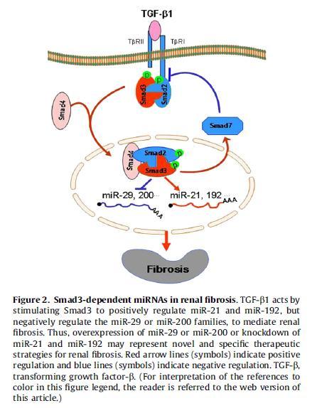 ενεργοποίηση του υποκινητή της α-sma και στις κυτταροσκελετικές ανακατανομές μετά την ενεργοποίησή της από τον TGF-β.
