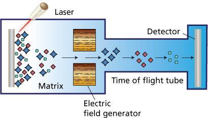 που μετρά το χρόνο πτήσης των ιόντων (time-of-flight, TOF), το τετράπολο (quadrupole) και ο αναλυτής Fourier transform ion cyclotron (FT-MS) [65].