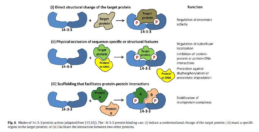2. Μηχανισμός δράσης πρωτεϊνών 14-3-3 Τα τελευταία 20 χρόνια, αποδείχτηκε ότι οι πρωτεΐνες 14-3-3 συμμετέχουν σε μια πληθώρα βιολογικών διεργασιών μέσω μιας μεγάλης ποικιλίας μηχανισμών.