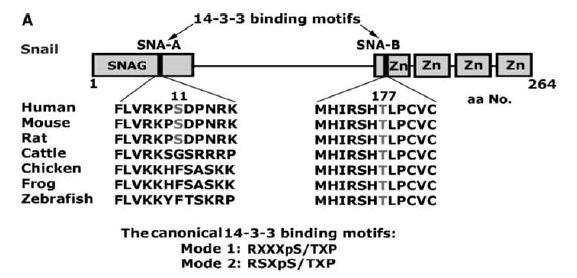 Στην προσπάθειά τους να διαπιστώσουν τα μόρια του σηματοδοτικού μονοπατιού του Snail, οι Hou Z και συνεργάτες διαπίστωσαν ότι η πρωτεΐνη Snail εμφανίζει δύο μοτίβα δέσμευσης των 14-3-3 πρωτεϊνών, που