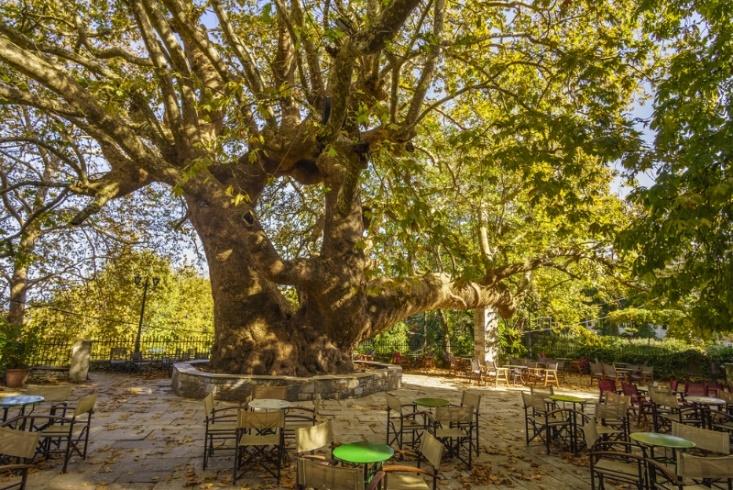 οικισμών που ενώνονται μεταξύ τους με καλντερίμια και μονοπάτια. Ο εντυπωσιακός πλάτανος της Τσαγκαράδας είναι από τα γηραιότερα δέντρα της Ελλάδος και ίσως της Ευρώπης.