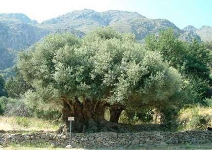 Ελαιοκομικών Δήμων Κρήτης (Σ.Ε.ΔΗ.