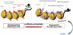 170 Ε. Χατζημιχαήλ et al γονιδίων χωρίς να συνοδεύονται από αλλαγές στην αλληλουχία του DNA 10.