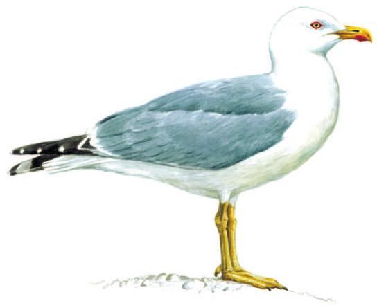 Ασημόγλαρος (Larus michahellis) Ο πιο τυπικός γλάρος των θαλασσών μας, με κίτρινα πόδια και ράμφος, εμφανίζεται στους περισσότερους