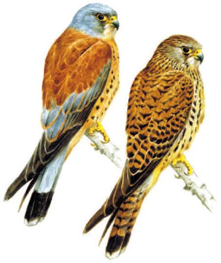 Κιρκινέζι (Falco naumanni) Πολύ όμοιο με το Βραχοκιρκίνεζο. Το αρσενικό έχει επίσης γκρι κεφάλι, όχι όμως μαύρα στίγματα στη ράχη.