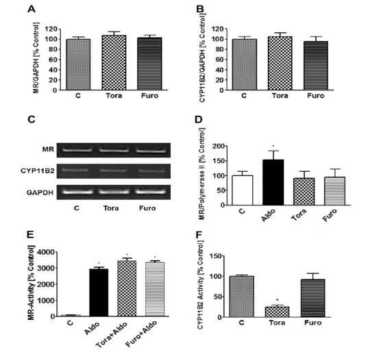 Tor(a)semide Reduces Aldosterone Synthase (CYP11B2) Activity Neonatal rat cardiac fibroblasts mrna expression Lung fibroblasts (V97MZ cells) deficient of