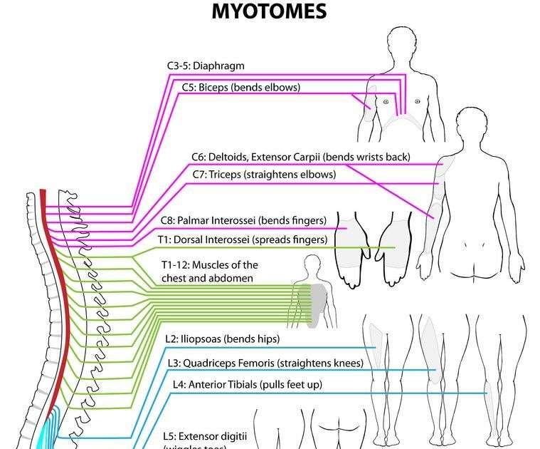Μυοτόμια-Νευροτόμια Οι διάφοροι μυς του κορμού