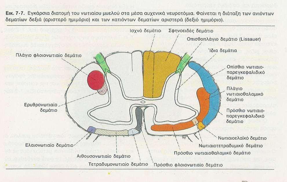 Λευκή