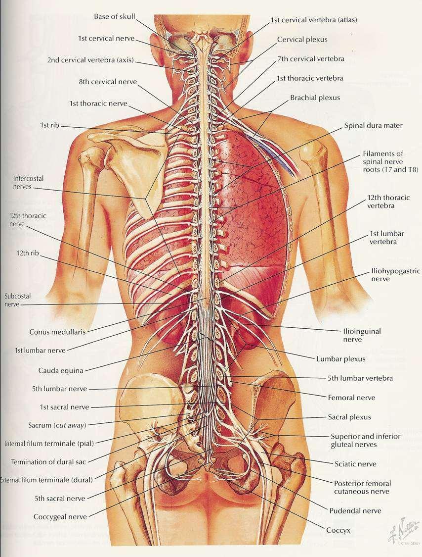 Spinal