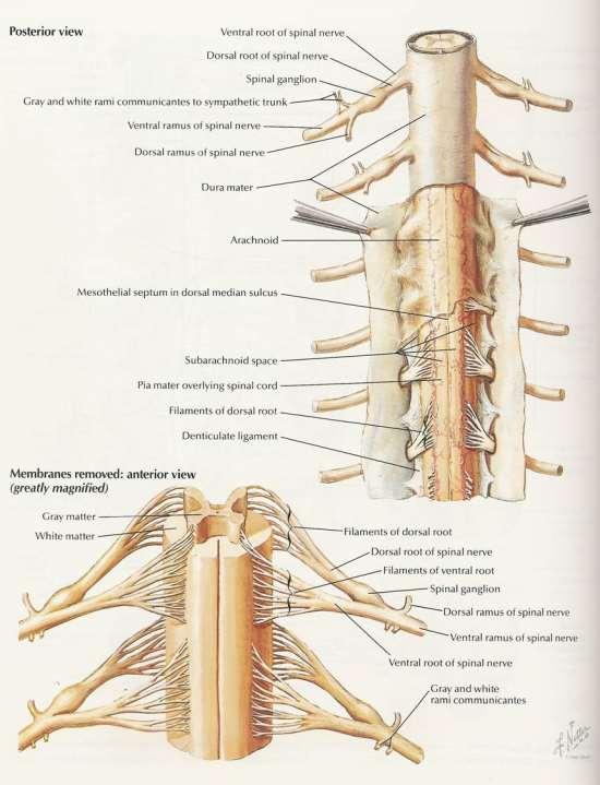 Spinal