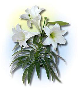 Philoptochos Easter Lilies Order Form To Decorate Our Church $15.