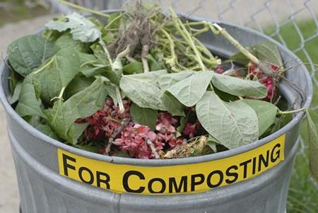 Η επίδραση του κόμποστ γαιοσκωλήκων(vermicompost) στην απόδοση των ΘΦ και στη σύνθεση δευτερογενών μεταβολιτών.