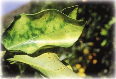 Τα ασθενή φυτά του αμπελιού παρουσιάζουν: περιφερειακή χλώρωση, ξήρανση, καψάλισμα με χλωρωτικά τμήματα, αποφύλλωση, βραχυγονάτωση, νανισμός, ξήρανση σταφυλιών, ανομιόμορφη ωρίμανση κλιματίδων,