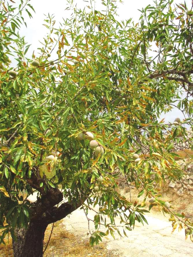 Μαρία Χολέβα Μπενάκειο Φυτοπαθολογικό Ινστιτούτο. 5. Χρηστ. Αραμπατζής ΥΠ.Α.Α.Τ.