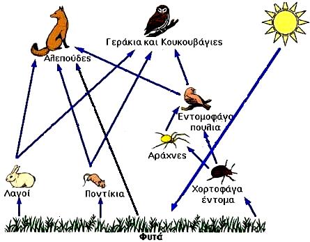 (δ) Να συμπληρώσετε τον πιο κάτω πίνακα που αναφέρεται στις διαφορές του σπερματοζωαρίου με το ωάριο.