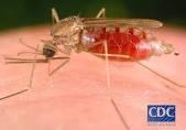 Τα κουνούπια αν είναι μολυσμένα και ανάλογα με το είδος τους μπορεί να μεταδώσουν με το τσίμπημά τους διάφορα