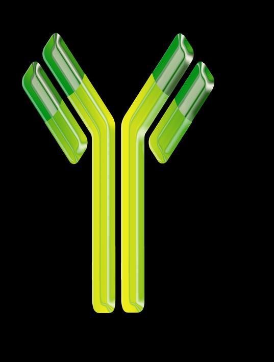 Certolizumab pegol (Cimzia ) IgG1 Fc IgG1