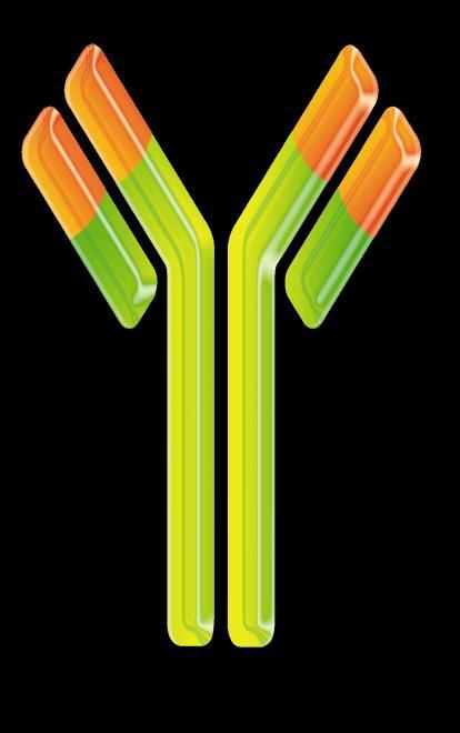 protein Monoclonal antibody PEGylated Fab