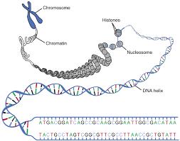 Πυρήνας Πόσο είναι τα συνολικό μήκος του DNA του πυρήνα?