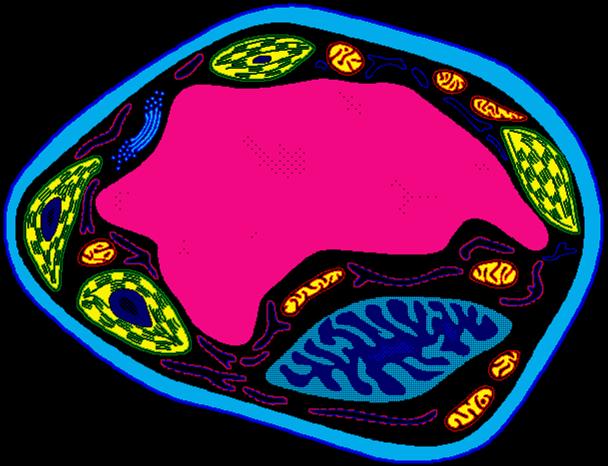 Cell Structure &