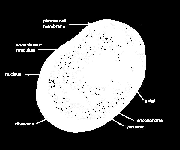 Typical Animal Cell http://web.jjay.