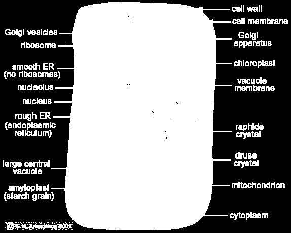 Typical Plant Cell