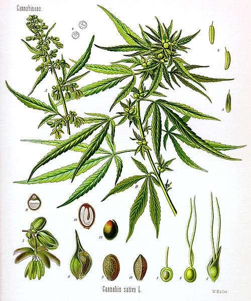 ΚΑΝΝΑΒΗ ΚΑΙ ΨΥΧΩΣΗ ΣΤΗΝ ΕΦΗΒΕΙΑ H κάνναβη είναι γένος φυτών στο οποίο ταξινομούνται συνήθως τρία διακριτά είδη φυτών: Κάνναβη η ήμερη (Cannabis sativa), Ινδική κάνναβη (Cannabis indica) και Cannabis