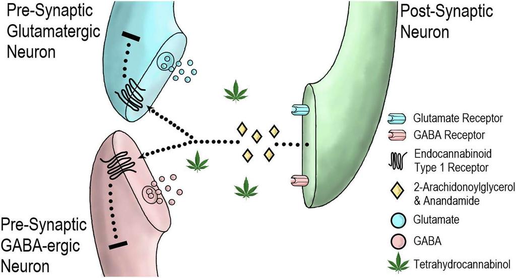 THC και η ανάδρομη ενδοκανναβινοειδή