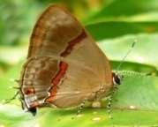 Hairstreak