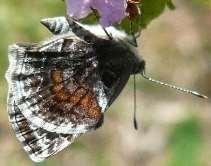 Hairstreak Barb