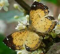 Metalmark