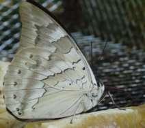 Leafwing