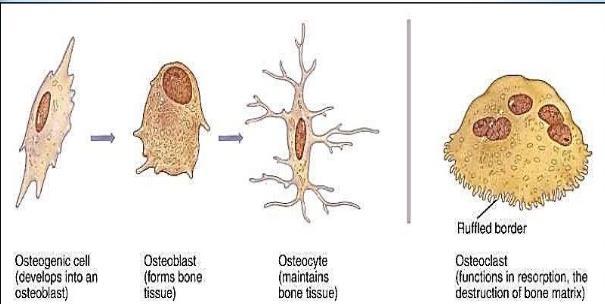 Κύτταρα Ο οστίτης ιστός αποτελείται από κύτταρα & μεσοκυττάρια (θεμέλια)