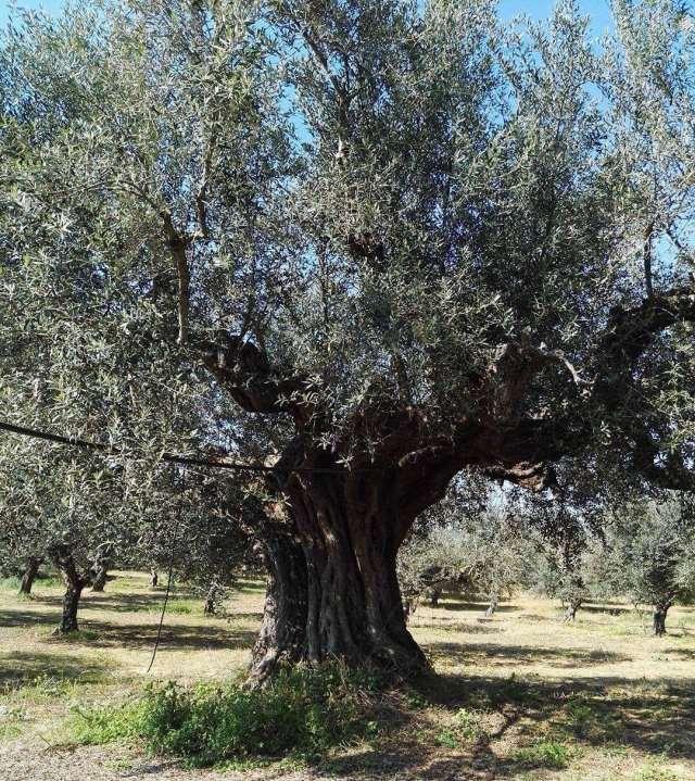 Η ιστορία του ερωτευμένου ζευγαριού και της ελιάς