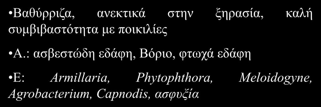 Σε Προβλήματα εδάφη αρδευόμενα συμφωνίας Πολλαπλασιασμός και Υποκείμενα Καλή Ανθεκτικά ανάπτυξη σε βαριά εμβολίου κακώςκαι αποστραγγιζόμενα