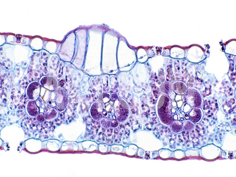 Bulliform