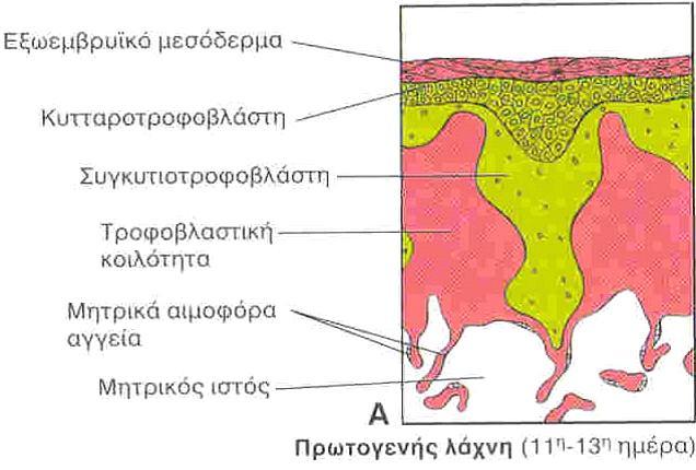 Οι αποφυάδες εισχωρούν στο ενδομήτριο και έλκουν το έμβρυο στο εσωτερικό του ενδομητρίου.