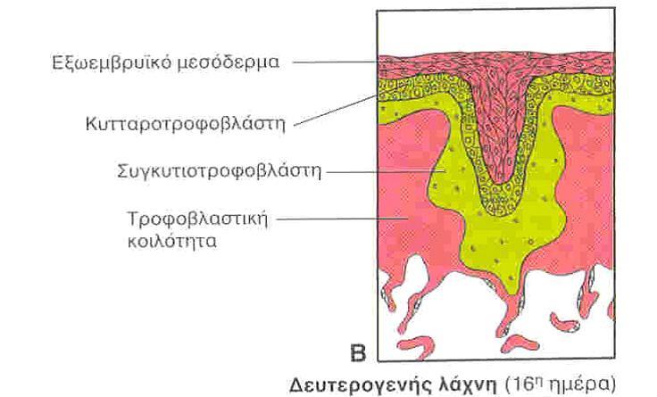 Εικ.8: Δευτερογενής λάχνη Μέχρι το τέλος της 3 ης εβδομάδας, από αυτό το μεσόδερμα των