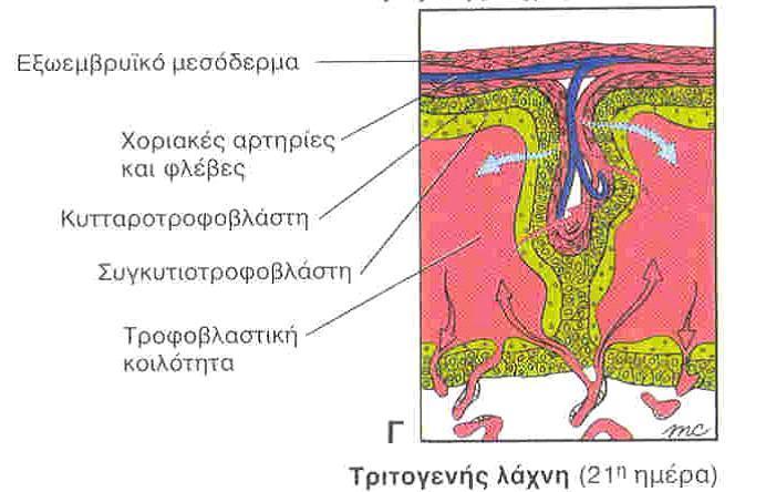 σχηματίζονται στο ιδίως έμβρυο.