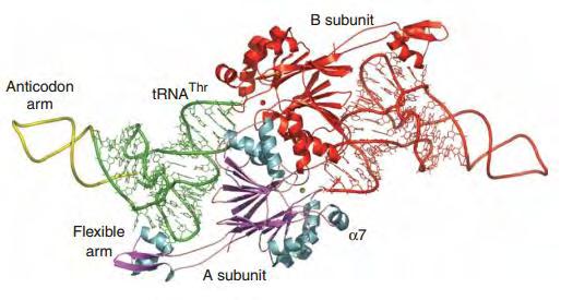 Εισαγωγή Εικόνα 8 Η δομή της RNase Z S του B. subtilis έχοντας προσδεμένο ένα trna. 5.3.