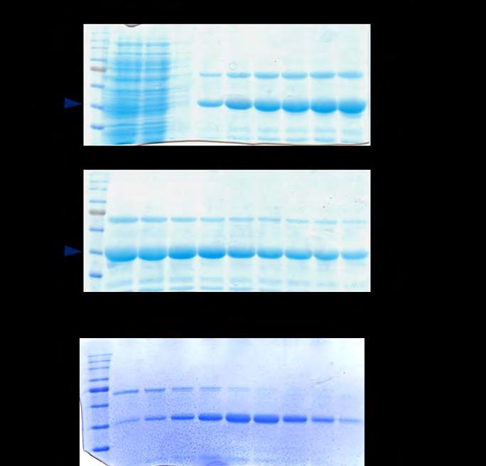Αποτελέσματα 2. Η RNase Z S έχει δράση ενδονουλεάσης Η έκφραση των πρωτεϊνών έγινε σε ετερόλογο σύστημα και συγκεκριμένα στο στέλεχος E. coli Rosetta.